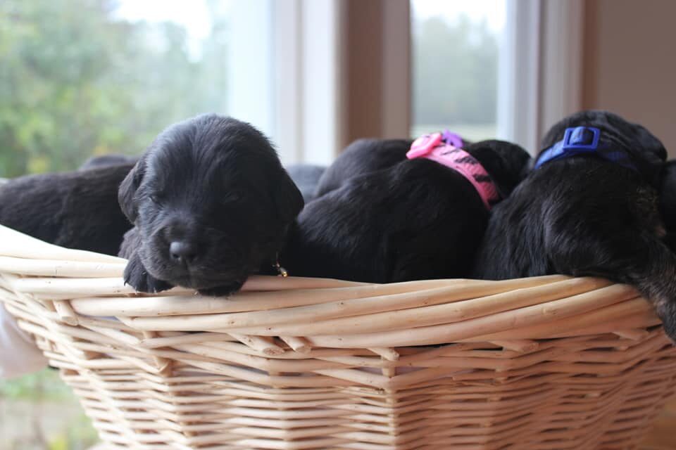 cropped-puppies.jpg